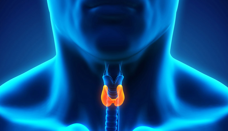 Underactive or Overactive? Know the Symptoms of Thyroid Disease | Shore  Physicians Group