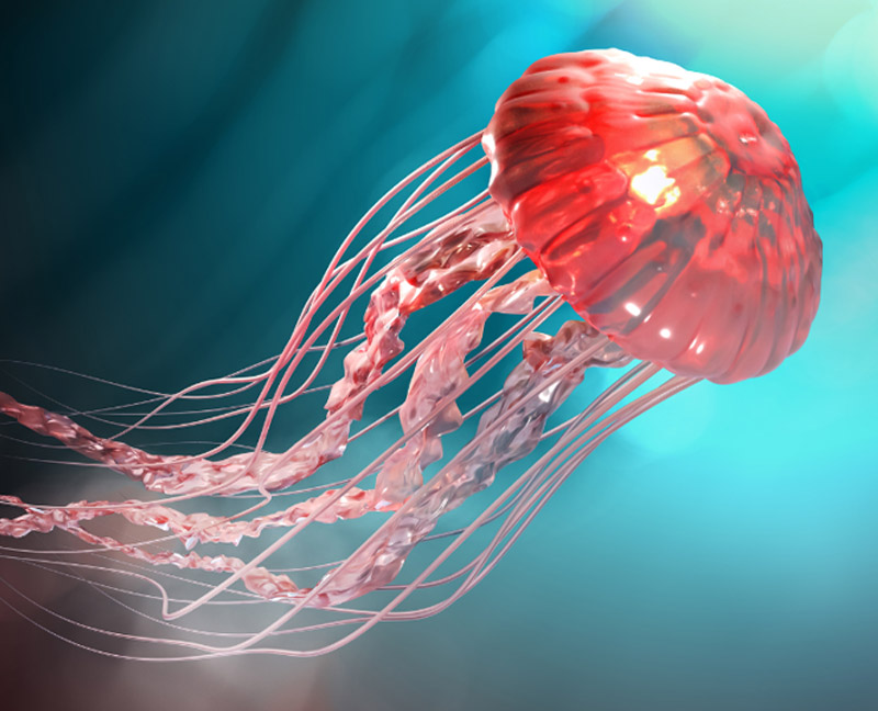 Stung by a Jellyfish? Here's When to Make a Splash for Urgent Care! | Shore Physicians Group